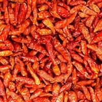 Chilli Bird's Eye celé